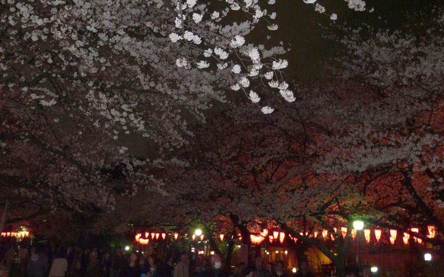 See 1,200 trees in bloom at Ueno Park in Tokyo March 23-April 7 until 8 p.m. 