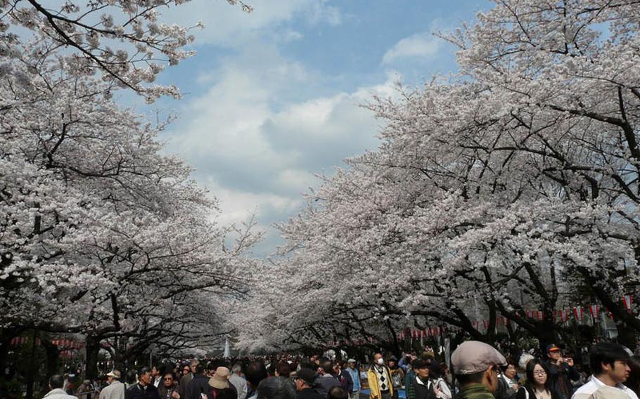 See 1,200 trees in bloom at Ueno Park in Tokyo March 19-April 19, until 8 p.m. 