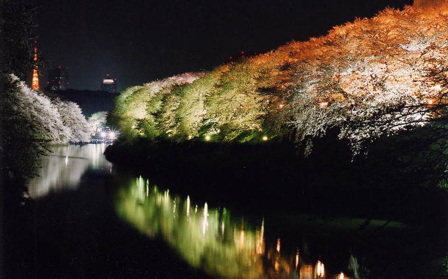 One of the most famous cherry blossom viewing locations in Japan is Chidorigafuchi, the northeastern moat of the Imperial Palace. From 6:30-10 p.m., the blooms are illuminated. Share your pictures with us by emailing tibbetts.meredith@stripes.com. Photographs may be used in print and on the web. By submitting content, you are granting Stars and Stripes a non-exclusive license to use your content in its newspaper, in print or in digital format, or in any other commercial manner of its choosing. You further warrant that you own or control the copyrights to the content (text and/or image) you are submitting and that its republication by Stars and Stripes will not violate the intellectual property rights or privacy/publicity rights of any third party.