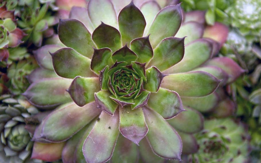This succulent, a type of plant that stores water in its leaves or roots, is among the many flowers and plants displayed at this year&#39;s federal horticulture show in Koblenz, Germany.