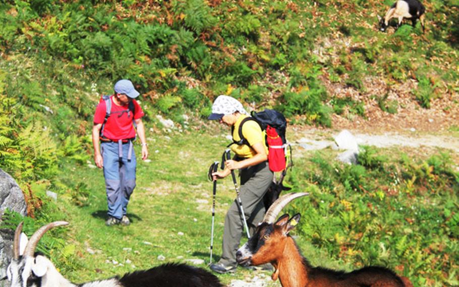 Goats greet hikers on the Chestnut Trail in Switzerland's region of Ticino.