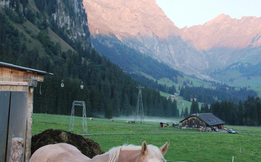 Mountains appear to glow at sunrise at the the Gerschnialp farm near Engelberg, Switzerland. The dairy farm keeps 40 cows that produce milk to make cheese. The cheese, along with butter and yogurt, is made right on the farm.