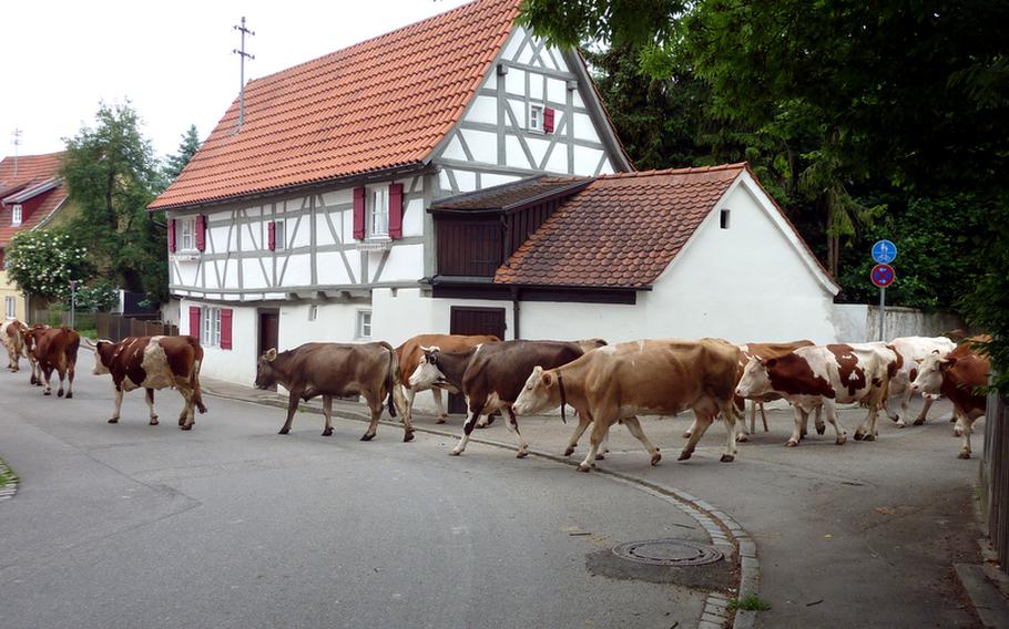 You never know what you might see wandering the narrow streets of Oettingen, Germany. Here, a herd of cows blocks traffic as they head out to pasture.