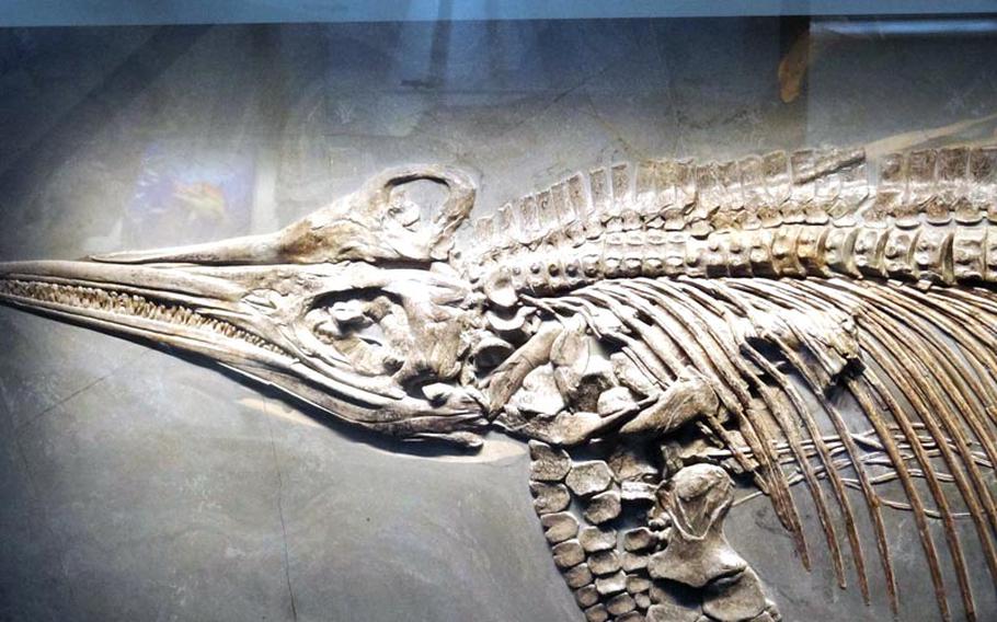 A prehistoric sea creature resembling a dolphin is just one of the fossils on display at the museum. It is the largest private natural museum in Germany.