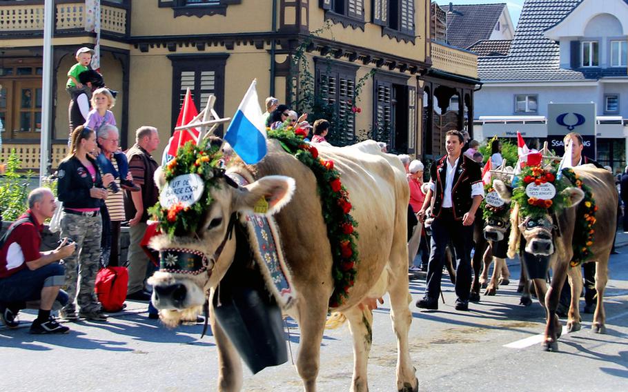 Cows adorned in their finest parade down the streets of Sörenberg-Schüpfheim, Switzerland, during the town's annual Alpabfahrt festival. Similar festivals are held throughout Switzerland in the autumn to welcome home the cows from their summertime pastures in the mountains. 