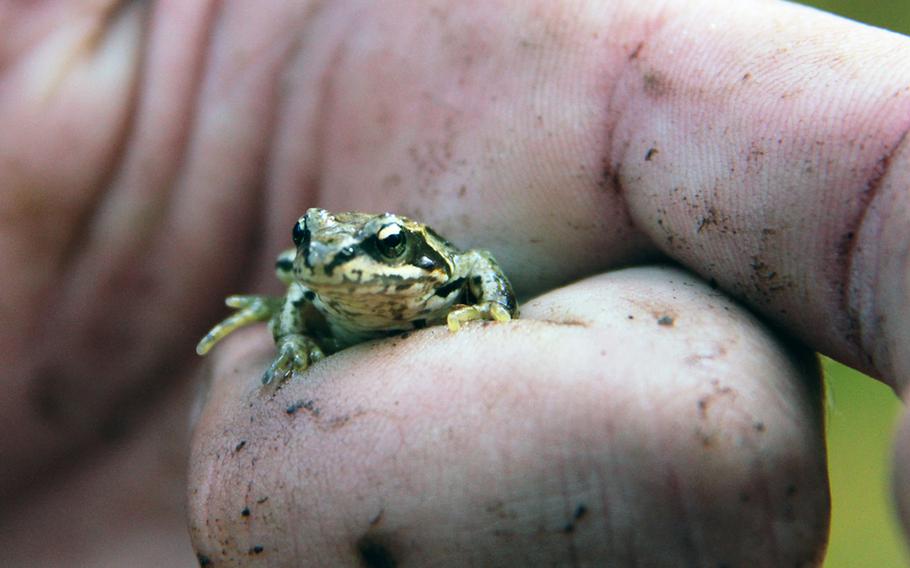 A guide at the Entlebuch Biosphere Reserve cradles a tiny frog on his finger during a hike. Guided tours that point out the reserve's unusual plants and animals are available, or hikers can strike out on their own.