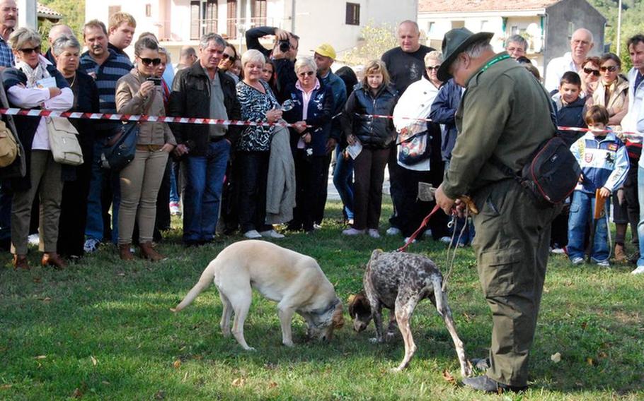 Truffle hunting dogs Biba, left, and Jackie lead Ivica Kalcic to a truffle that has been buried for a demonstration at the annual truffle festival. Hunters generally look for truffles at night when the aroma is strongest -- and no one's watching!