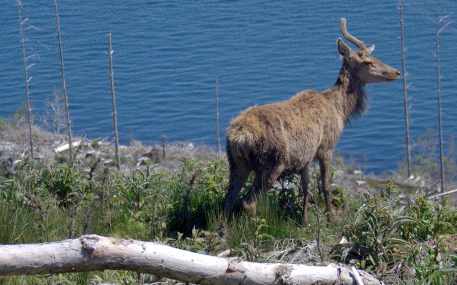 A red deer pauses beside the water on the Isle of Jura. "Jura" means island of the red deer in old Norse. The Scottish island is home to about 4,000 of the deer.
