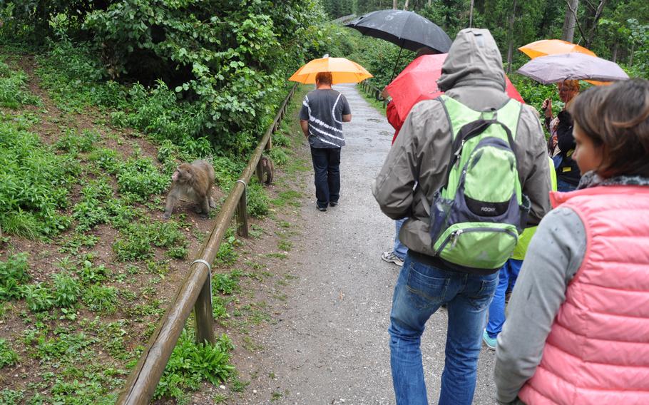 Visitors take a guided tour of Abenteuer Affenberg, or Adventure Monkey Mountain, on Aug. 20, 2013. Located in Villach, Austria, the park is home to 145 Japanese macaques that roam freely and interact with guides and guests Aug. 20, 2013.