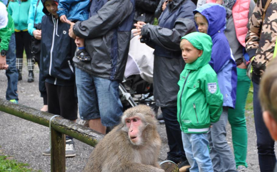 One of the inhabitants of Adventure Monkey Mountain in Villach, Austria, is curious to see what everyone is looking at during a tour of the nine-acre habitat on Aug. 20, 2013.