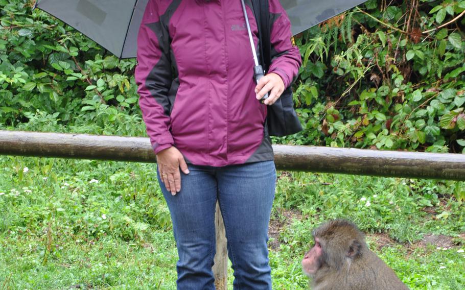 A delighted visitor has a close encounter with a Japanese macaque at Adventure Monkey Mountain in Villach, Austria, where 145 Japanese macaques roam freely and interact with guides and guests.