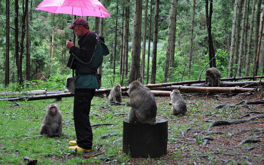 Japanese macaques gather around a tour guide at Adventure Monkey Mountain, home to 145 of the primates.
