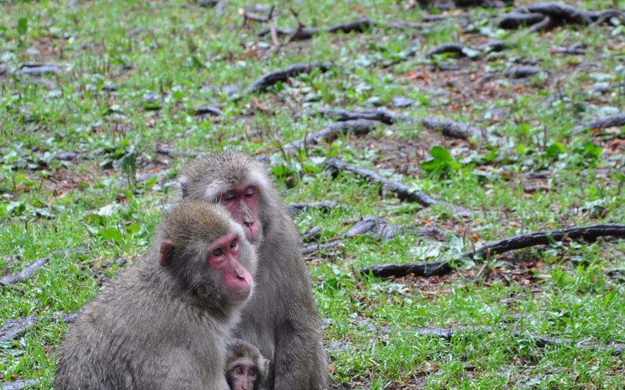 A mother and her infant  listen to the tour guide, while Oskar, in the background, a 20-year-old male, watches visitors to Adventure Monkey Mountain in Villach, Austria.