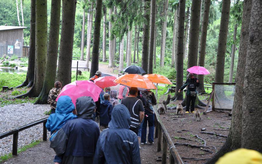 Japanese macaques hoping for pieces of fruit surround the tour guide at Adventure Monkey Mountain in Villach, Austria, on Aug. 20, 2013.