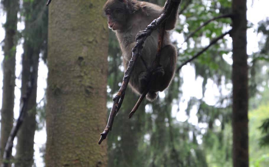 A lone Japanese macaque sits patiently in a tree, while visitors pass below at Adventure Monkey Mountain in Villach, Austria, where 145 Japanese macaques roam freely and interact with guides and guests.