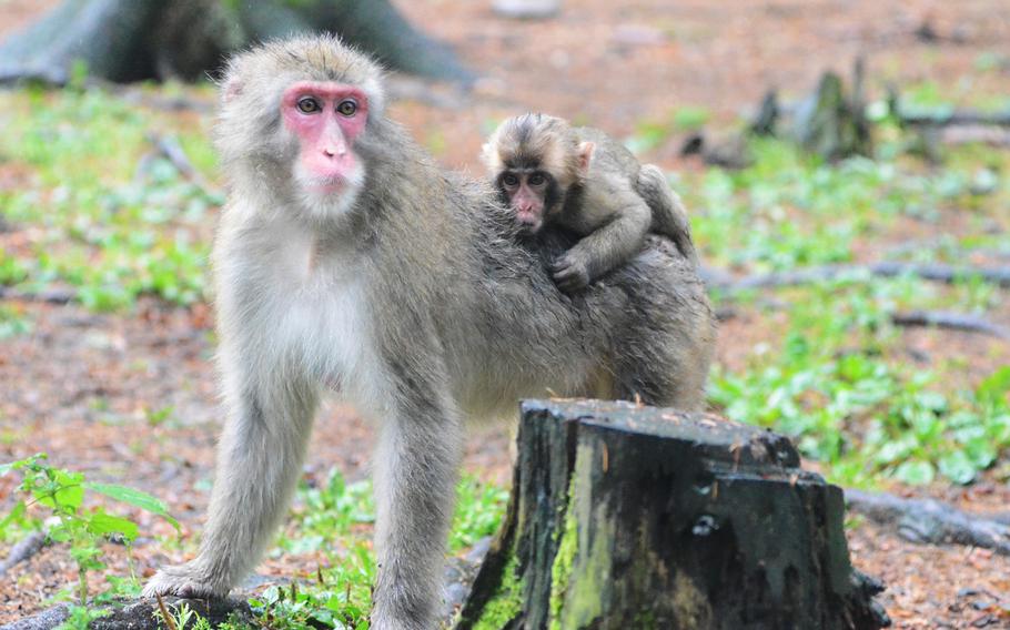 One of six infant Japanese macaques born this year at Adventure Monkey Mountain in Villach, Austria, rides on its mother's back. Adventure Monkey Mountain is home to 145 Japanese macaques that roam freely in a nine-acre habitat.