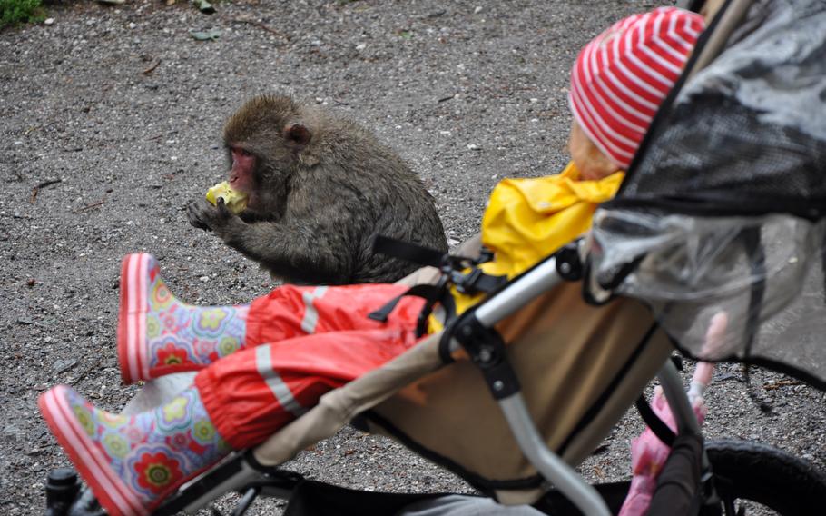 A child watches a Japanese macaque munch on an apple at Adventure Monkey Mountain in Villach, Austria, on Aug. 20, 2013.