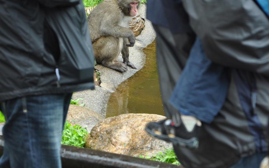 A Japanese macaque sits a few feet from visitors at Adventure Monkey Mountain in Villach, Austria.
