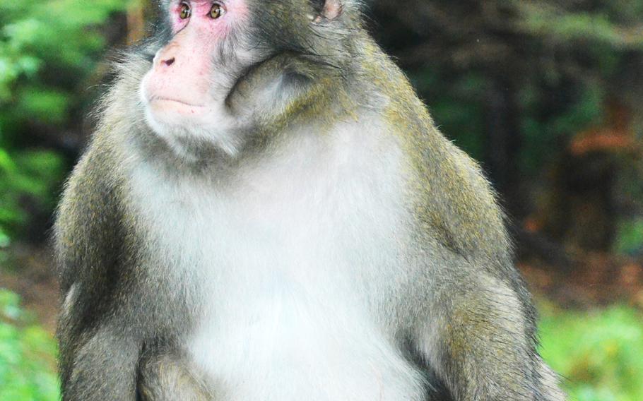A Japanese macaque strikes the perfect pose for a photo at Adventure Monkey Mountain in Villach, Austria.