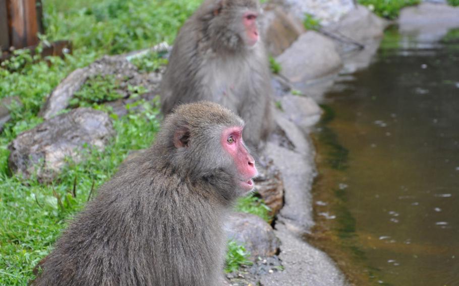 Two Japanese macaques sit by a pond and watch fellow macaques swim on the nine-acre habitat.