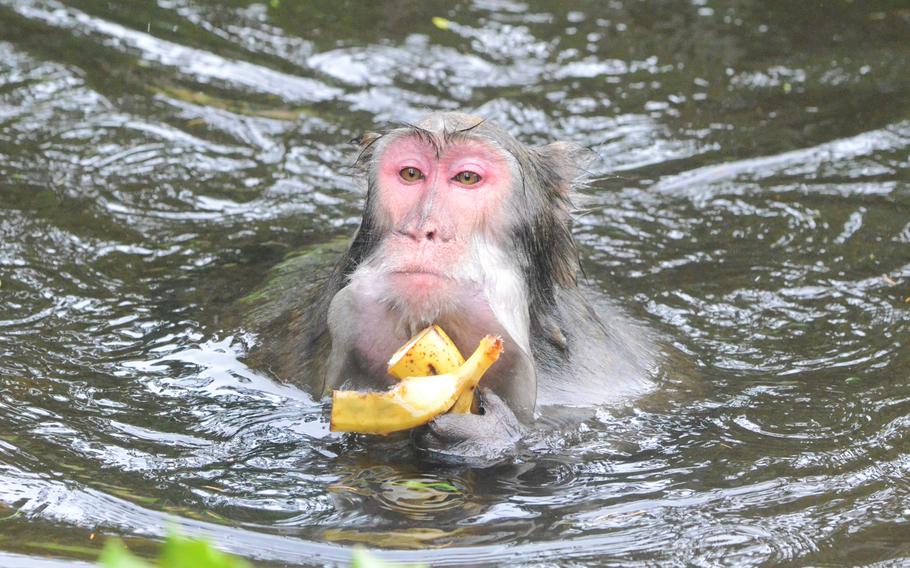 It's a photogenic moment at Adventure Monkey Mountain when a Japanese macaque takes a swim while eating a banana. The nine-acre habitat, in Villach, Austria, is home to 145 Japanese macaques.