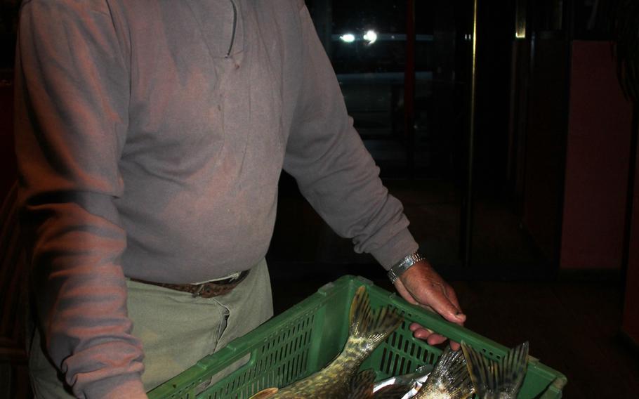 Fisherman Charles Boschung proudly shows his catch: several healthy specimens of pike, each weighing between 10 and 12 kilograms (about 22 pounds to 26 pounds).