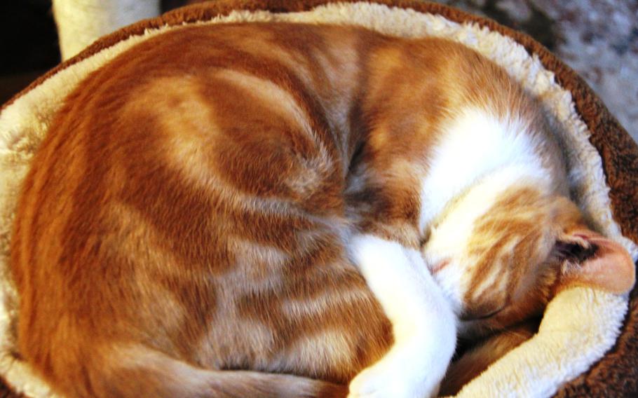 A cat lies snuggly curled up in a bed at the Cafe des Chats, or Cat Cafe, in Paris. Patrons are asked not to disturb the cats while they are sleeping.