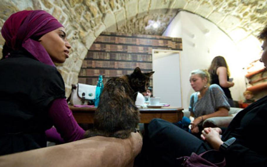 Cats are welcome to sit alongside patrons of the Cafe des Chats, or Cat Cafe, in Paris.