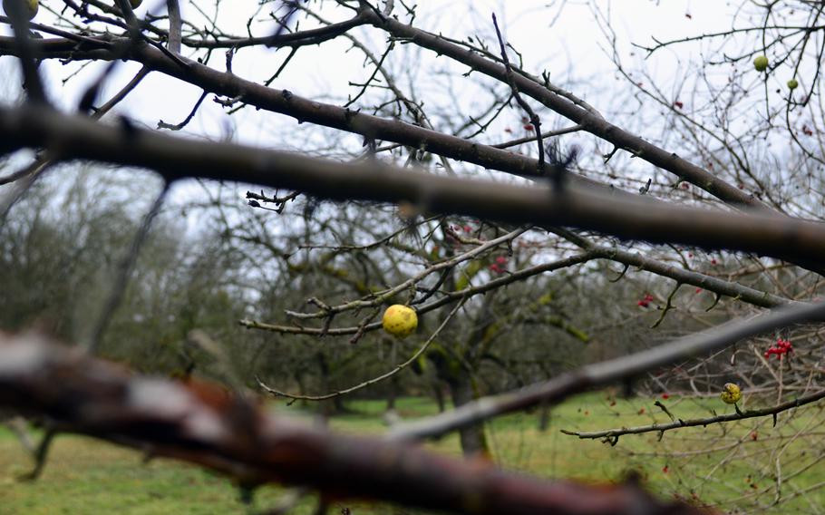 An apple abandoned from last year's harvest will soon be replaced by spring blossoms at one of K??hkopf-Knoblochsaue's orchards. The nature reserve is a 45-minute drive from Wiesbaden.