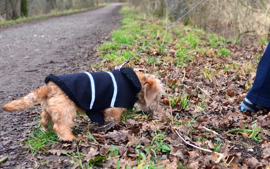 Nelson, the author's wire-haired dachshund, sniffs his way around the K??hkopf-Knoblochsaue  nature reserve. While dogs are welcome at the reserve, they must be kept on a leash so they don't disturb the plant and animal life.