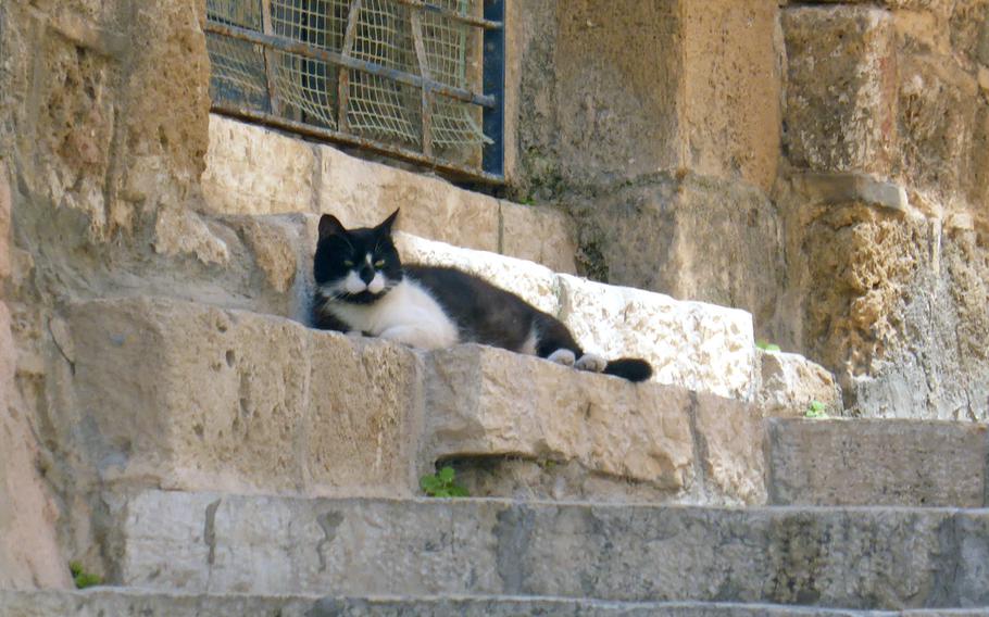 A cat basks in the warmth of the Mediterranean climate as it watches people go by on one of the old lanes in Jaffa, Israel.