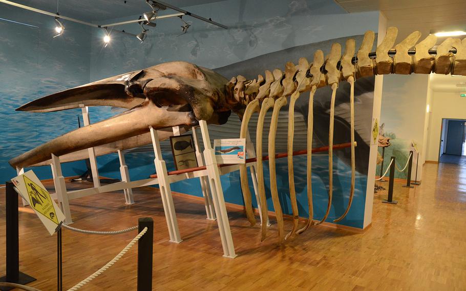 The massive skeleton of a finback whale dominates this display area in the City Museum of Natural History in Trieste, Italy.