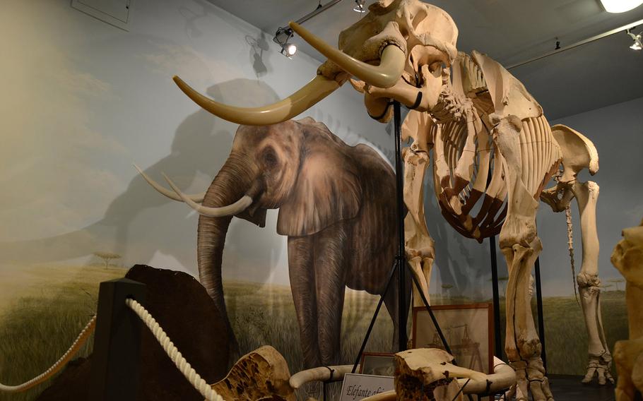 The skeleton of an African elephant at the City Museum of Natural History in Trieste, Italy, is accompanied by a painting of the behemoth.