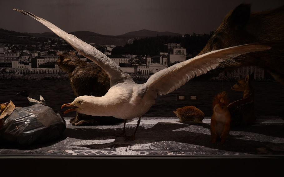 Some animals typically seen on the streets of coastal towns form an exhibit at the City Museum of Natural History in Trieste, Italy.