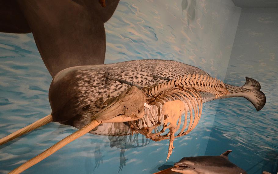 The skeleton of a narwhal, foreground, sometimes called the unicorn of the sea, is accompanied by a picture of the creature at the City Museum of Natural History in Trieste, Italy.