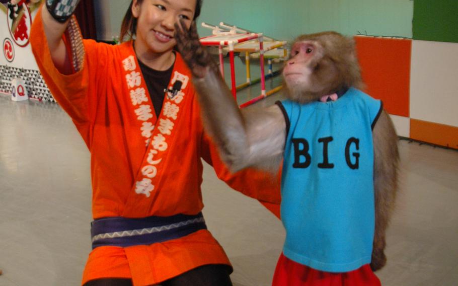 A monkey named Big and a trainer perform at the Kawaguchiko Monkey Performance Theater near the foot of Mount Fuji in Japan.