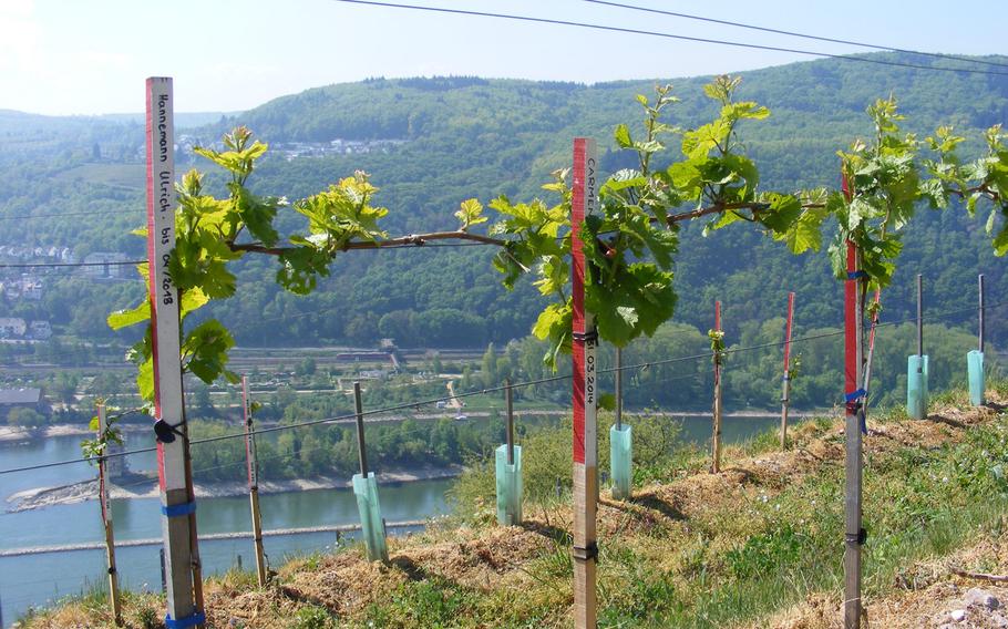 Vintner Anthony Hammond offers a program that pairs a sponsor with a grape vine bearing the sponsor's name. Patrons of these grape vines are welcome to drop in on the vineyard to see how their vine is doing.  His vineyard is located west of Rüdesheim, Germany.
