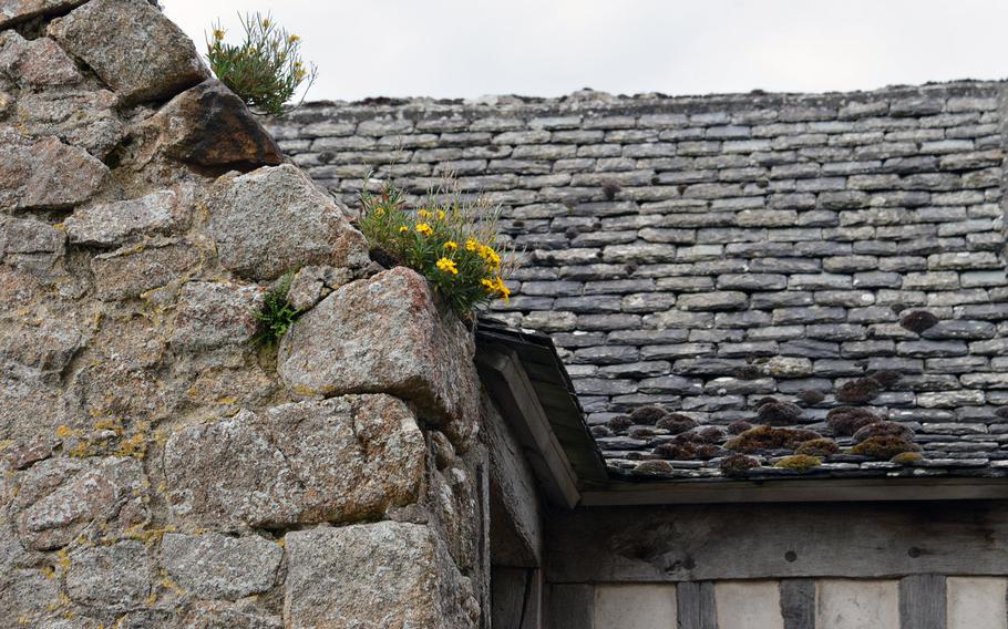 Flowers cling to a crevice between the stones of an old house at Mont-St-Michel. The old fortified abbey and town, on an island just off the Normandy coast, is a popular tourist destination.