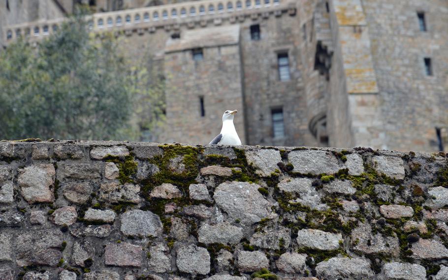 A gull sits on a wall that makes up a layer of Mont-St-Michel's fortifications. The gull population vastly outnumbers the permanent human population of the island, which hovers around 40.