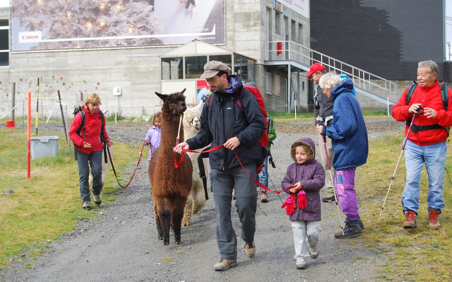 A family-friendly trek with alpacas, complete with a guide and picnic, is one of the many activities available in the Swiss spa town of Leukerbad.