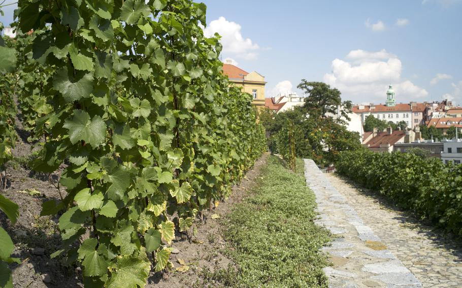 The Grebovka vineyards lie so close to the center of Prague that the city's buildings appear to be only a hop, skip and a jump away.