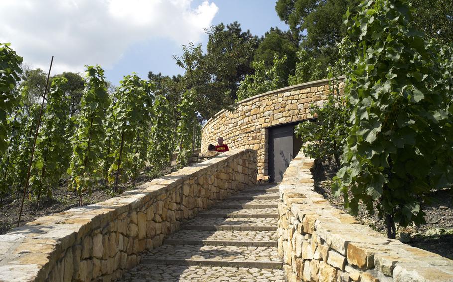 Stone steps leading to the wine celler cut through the lush, tranquil Grebovka vineyards, which lie near the center of Prague.