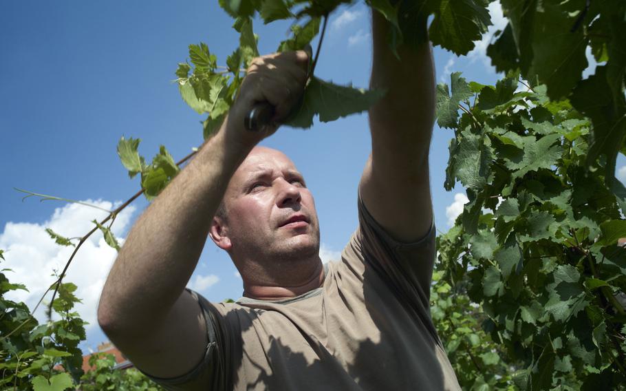 Pavel Bulanek tends the Grebovka vineyards, where he is the main cultivator. The vineyards cover nearly four acres near Prague's city center.
