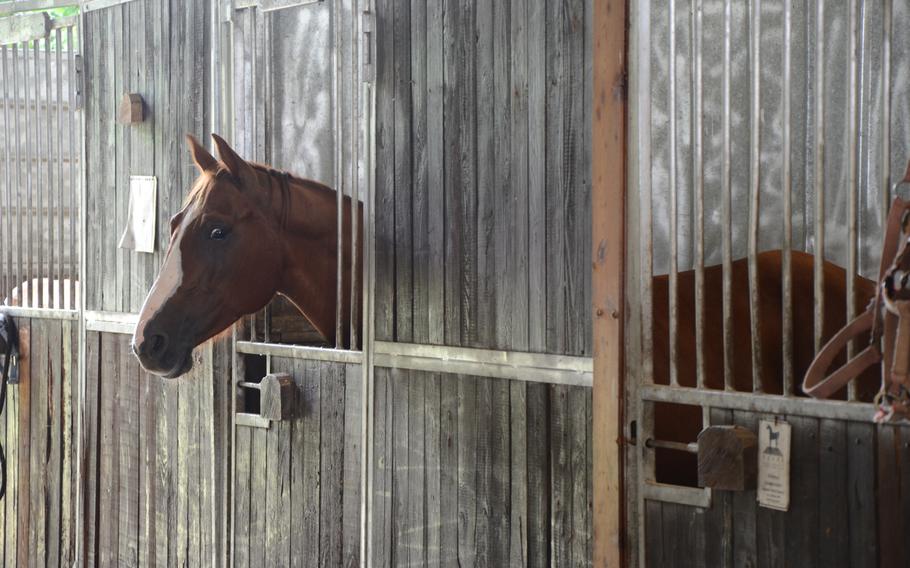 A quarter horse waits in its stall at Agriturismo al Ranch. The ranch  in Budoia, Italy, has two riding trails and a restaurant featuring dishes made from locally grown ingredients.

Jason Duhr/Stars and Stripes