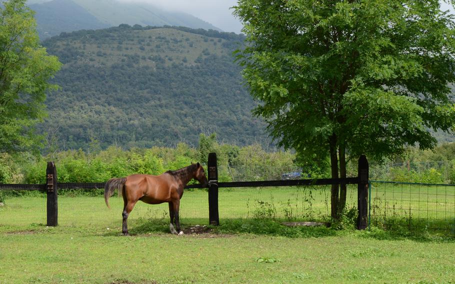 A quarter horse stands at the edge of a tree's shade at Agriturismo al Ranch in Budoia, Italy. 