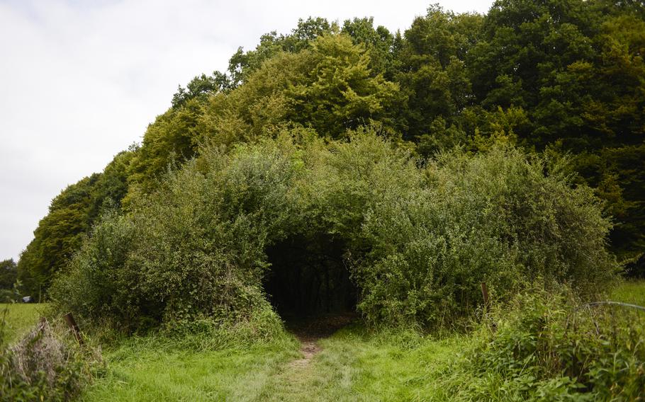 Might this hole lead to the home of a Hobbit? No, actually it's a  tunnel cut through giant bushes to make way for the Walking Tour Mullerthal-Condsdorf.