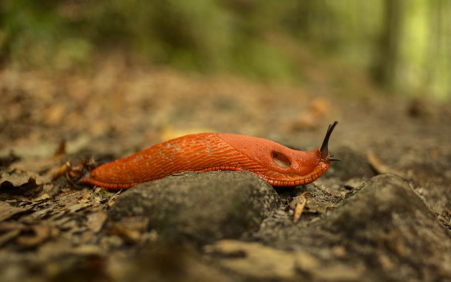 A European Red Slug crawls along the 7.5-mile Walking Tour Mullerthal-Consdorf in the Mullerthal region, known as Luxembourg's Little Switzerland, Sept. 10, 2014.