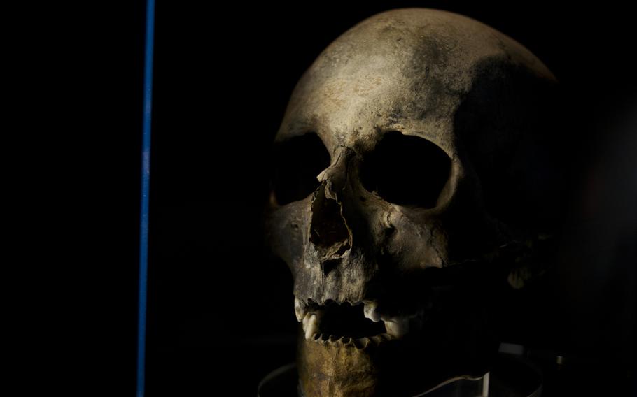 The skull of a man identified as a "wealthy officer" sits on display at the museum for the Mary Rose at the Portsmouth Historic Dockyard, England. The ship, which sank about 500 years ago, was raised in the 1900s. 