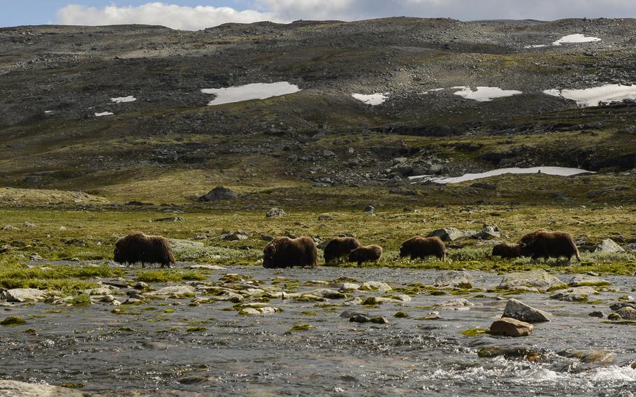 A small herd of musk oxen crosses a creek near the Reinheim hut in Dovrefjell National Park, Norway.