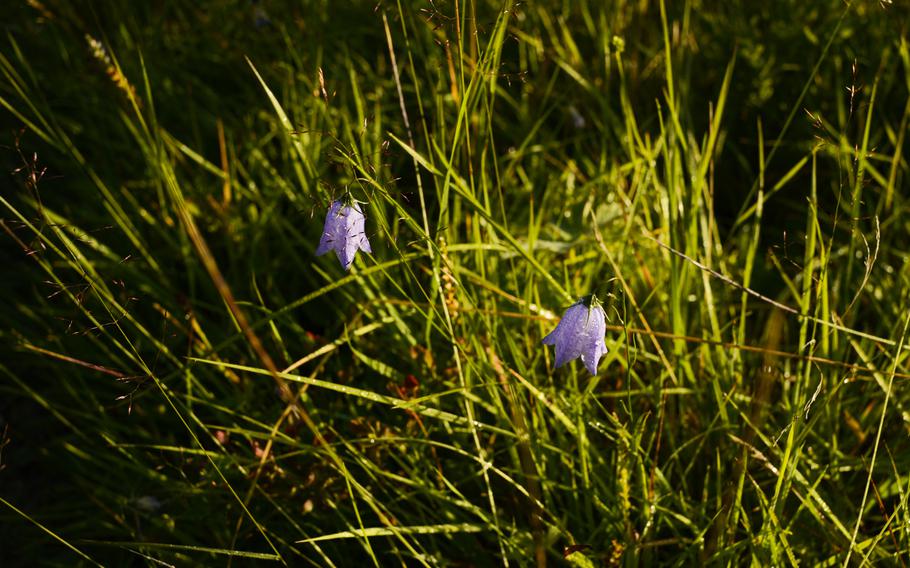 Blue harebell flowers bask in the morning sun along the trail descending into the small town of Jora near Dovrefjell National Park, Norway.